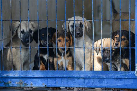 Why Is Pet Registration Important For Your Pet? - Petsfolio