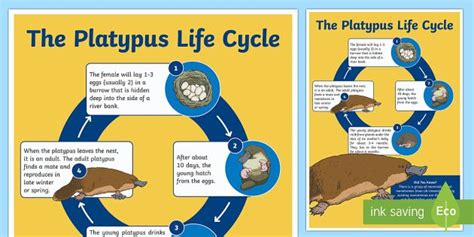 Life Cycle Of The Platypus