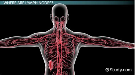 [diagram] Lymph Node Locations Diagram Mydiagram Online