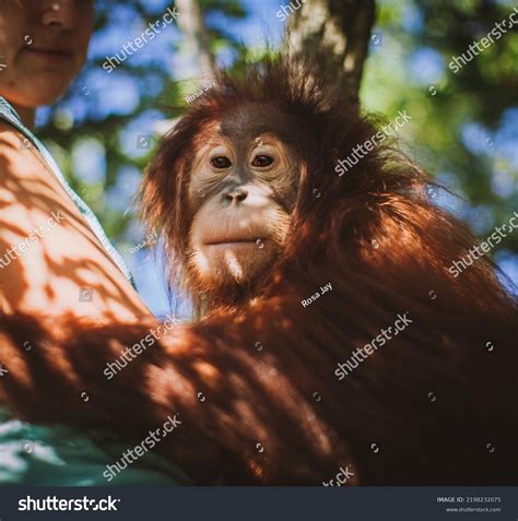 Cutest Baby Orangutan Hangs Tree Zoo Stock Photo 2198232075 | Shutterstock