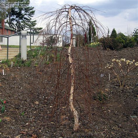 Plantfiles Pictures Weeping River Birch Summer Cascade Betula Nigra