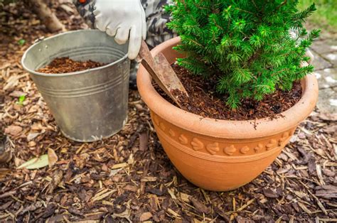 Mulch For Potted Plants Why What And How To Use