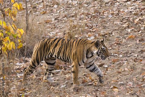 Tiger Laeuft Durch Den Dschungel Stock Photo Adobe Stock