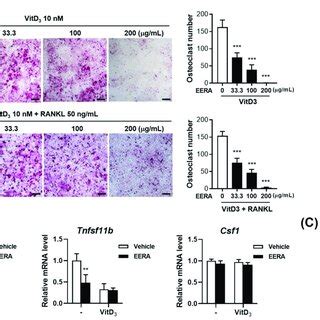 Influence Of EERA On Osteoclastogenesis In The MLO Y4 BMMs Coculture