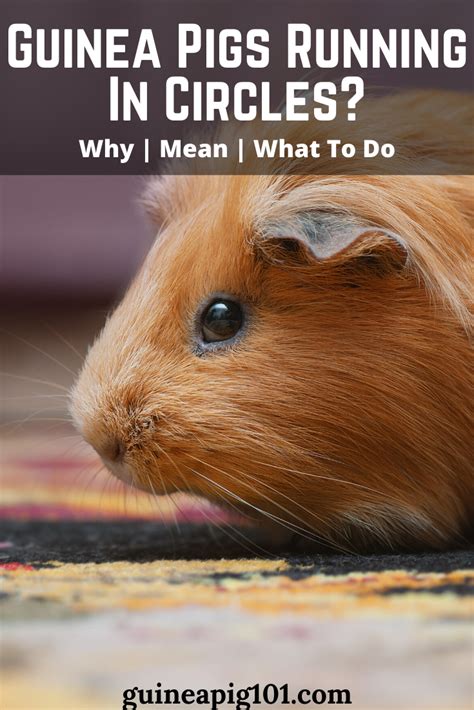 Pin On Guinea Pigs