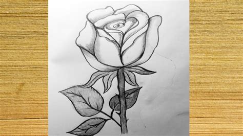 Rose Drawing Easy How To Draw Arose Flower Step By Step Sadia