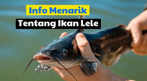 Fakta Menarik Seputar Ikan Lele Yang Harus Kamu Ketahui Mukhriz