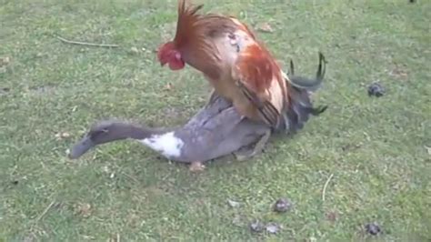 Amazing Chicken And Duck Mating Duck And Chicken Meeting On Garden Youtube