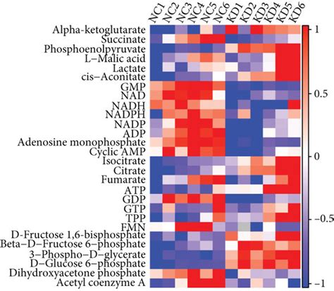 MALAT1 MYBL2 MTOR Axis Mediates PCa Glucose Metabolism A Schematic