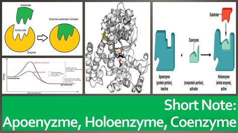 Apoenzyme, Cofactors, Coenzymes and Holoenzymes -"Short Note! - 2mins ...