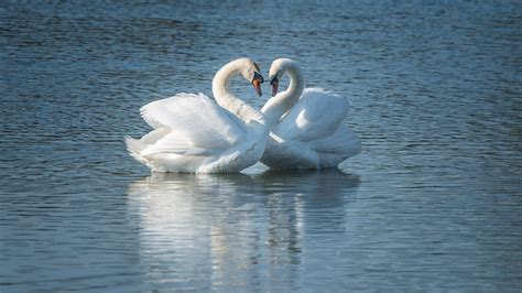 Two White Mute Swan Birds Are Floating On River With Reflection On