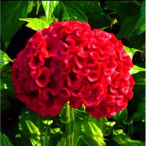 50 Seeds Buy One Get One Free Not Plants Plume Celosia Seeds Bunga