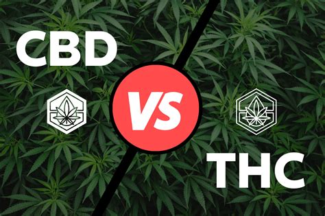 Comparaison Entre Le Cbd Et Le Thc Quelles Sont Leurs Diff Rences Et