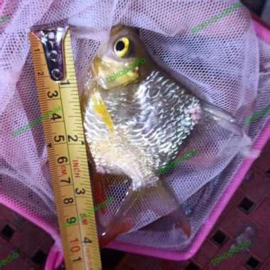 Jual Ikan Kaviat Short Body Original Murah - Harga Diskon Februari 2023 ...