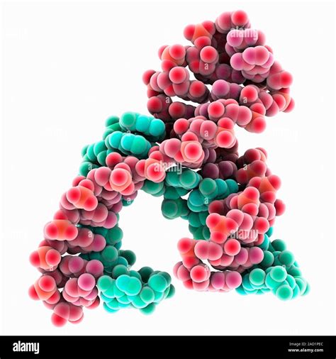 Hammerhead Ribozyme Molecular Model Ribozymes Are Rna Ribonucleic