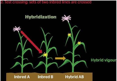 Hybrid Plants: What are they and how are they hybridized? | Everchem ...