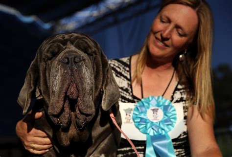 Martha The Mastiff Has Been Crowned The Winner Of The Worlds Ugliest