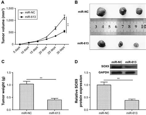 Mir 613 Suppresses Tumor Growth In Vivo Notes A Determination Of