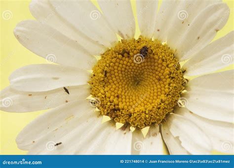 白花菊 拟梵蒂冈草叶菊花长茎白瓣黄花 库存照片 图片 包括有 植物群 乐趣 绽放 摄影 绿色 221748014