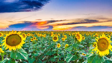 Sunflower Sunset_DSC8750-Edit – Tony Lazzari Photography