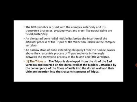 Weberian Ossicles Structure Function B Sc Ist Year Fishery Science