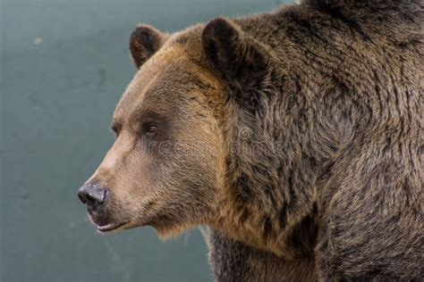 Grizzly Bear stock photo. Image of national, predator - 49440196