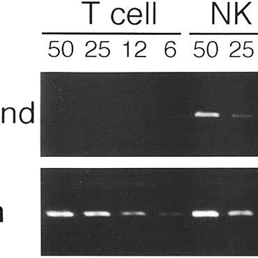 Expression Of Fas Ligand MRNA On NK Cells The Expression Of Fas Ligand