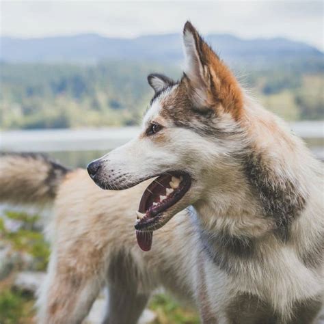 Insolação em cães como acontece e como tratar Blog Barkyn