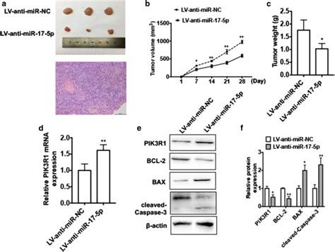 Silencing Of Mir 17 5p Suppresses Cell Proliferation And Promotes Cell