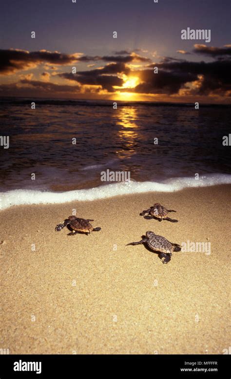 LOGGERHEAD TURTLE Hatchlings Caretta Caretta Hatchlings Heading Out To