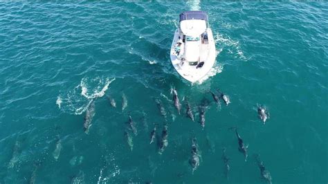 Mais de 500 golfinhos são vistos no mar de Copacabana no Rio Globo