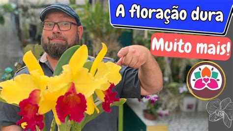 Fa A Assim E A Flora O De Sua Orquidea Vai Durar Muito Mais Youtube