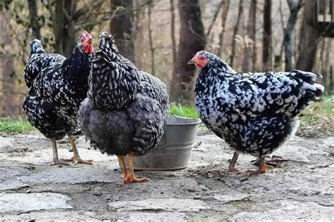 Java Chicken Breed Info - Chicken & Chicks Info