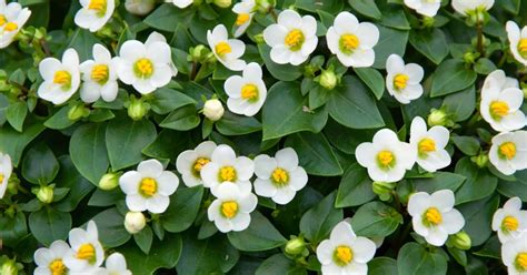 Blaues Lieschen White Rosette Pflanze Pflege Tipps Floragard