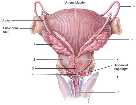 Accessory Sex Glands Diagram Quizlet