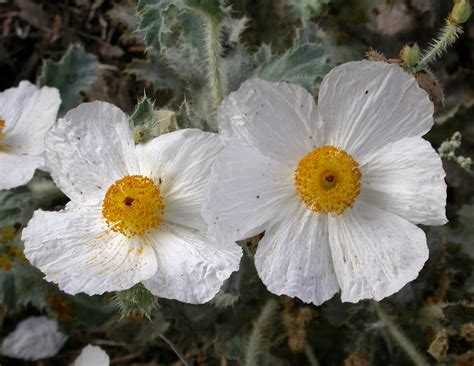 Prickly poppy | Description, Distribution, & Species | Britannica
