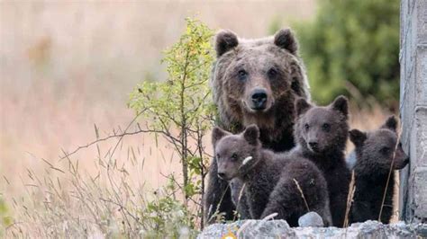 Uccisa A Fucilate L Orsa Amarena Irrintracciabili I Due Cuccioli Che L