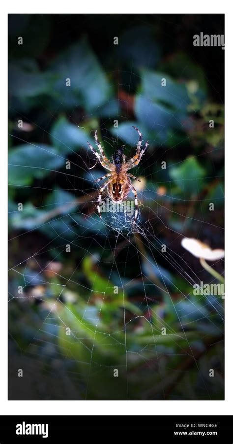 Spider In Web At Forest Stock Photo - Alamy