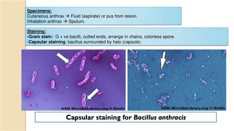 Practical No14 Genus Bacillus Ppt Download