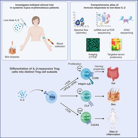 Interleukin 2 Immunotherapy Reveals Human Regulatory T Cell Subsets With Distinct Functional And