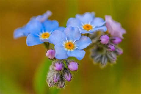 Forget Me Nots The Meaning And Symbolism The Iambic