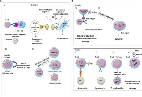 Frontiers Nf κb At The Borders Of Autoimmunity And Inflammation