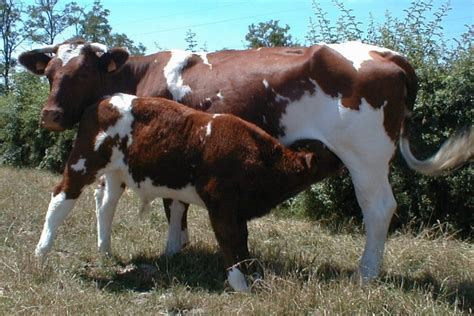 Maine Anjou Rouge Des Prés Sığır Irkı