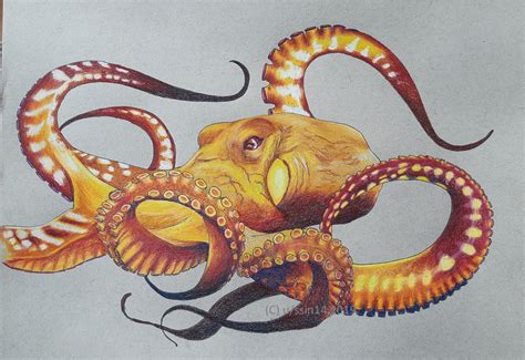 Colorful Octopus Drawings