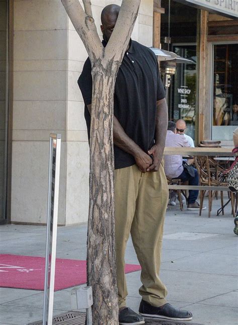 PsBattle Shaq Hiding Behind A Tree R Photoshopbattles