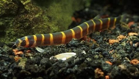 Kuhli Loach: A Guide to Care, Breeding, Diet & Behavior - Fish Informer