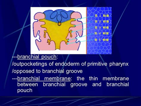 Chapter 23 Development Of The Face Neck And Limbs Ppt Video Online