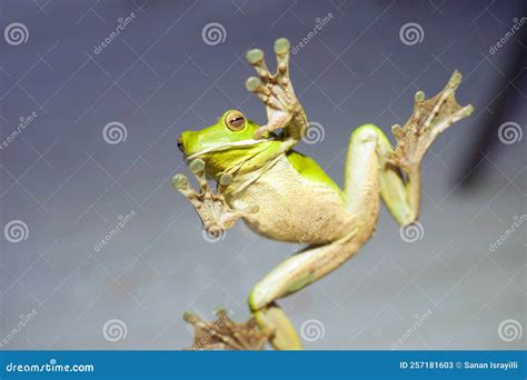 A Green Tree Frog with Sticky Feet on Glass Stock Image - Image of transparent, frog: 257181603