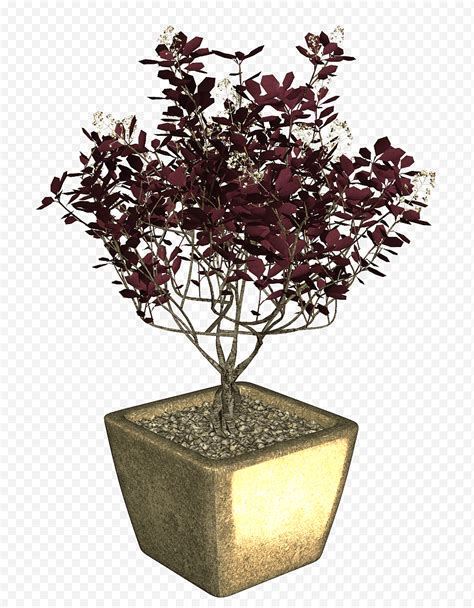 Descarga gratis Árbol Bonsai Maceta Plantas Etiqueta Engomada De