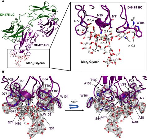 Figure 1 From Analysis Of Two Cooperating Antibodies Unveils Immune